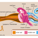 Illustration for article titled This insect has human ears
